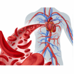 How Chest Compressions Work: The Science Behind CPR and Blood Flow