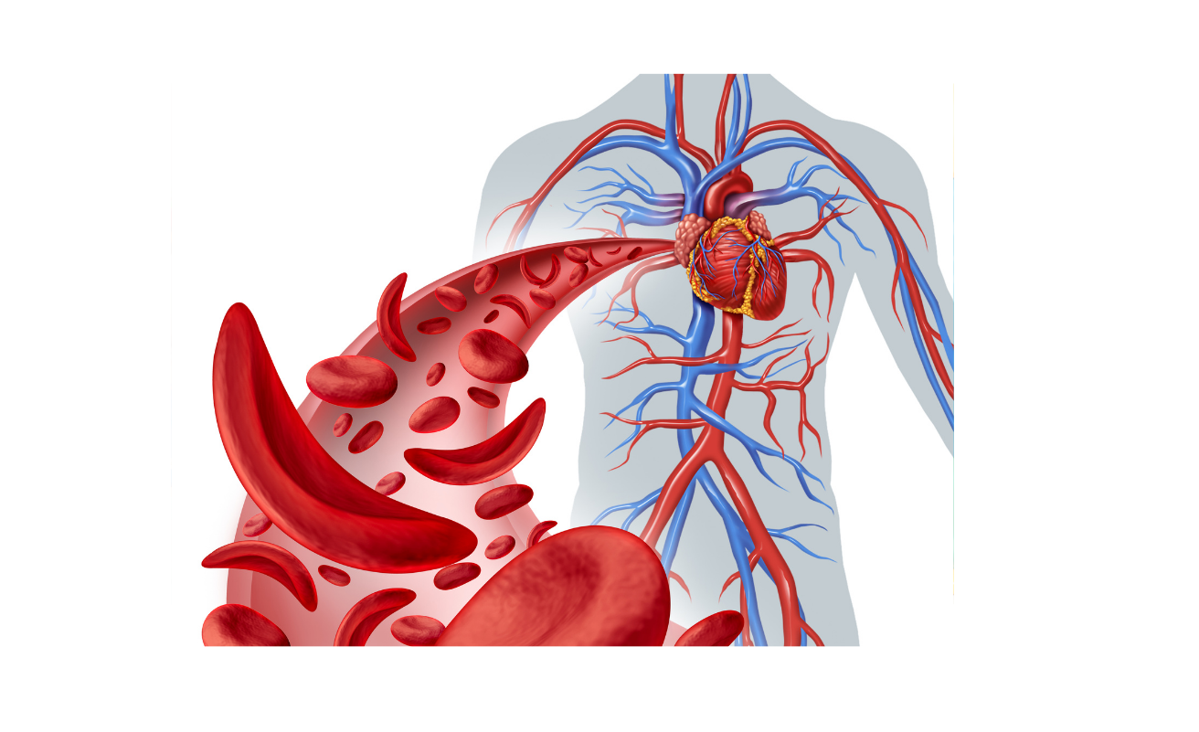 How Chest Compressions Work: The Science Behind CPR and Blood Flow
